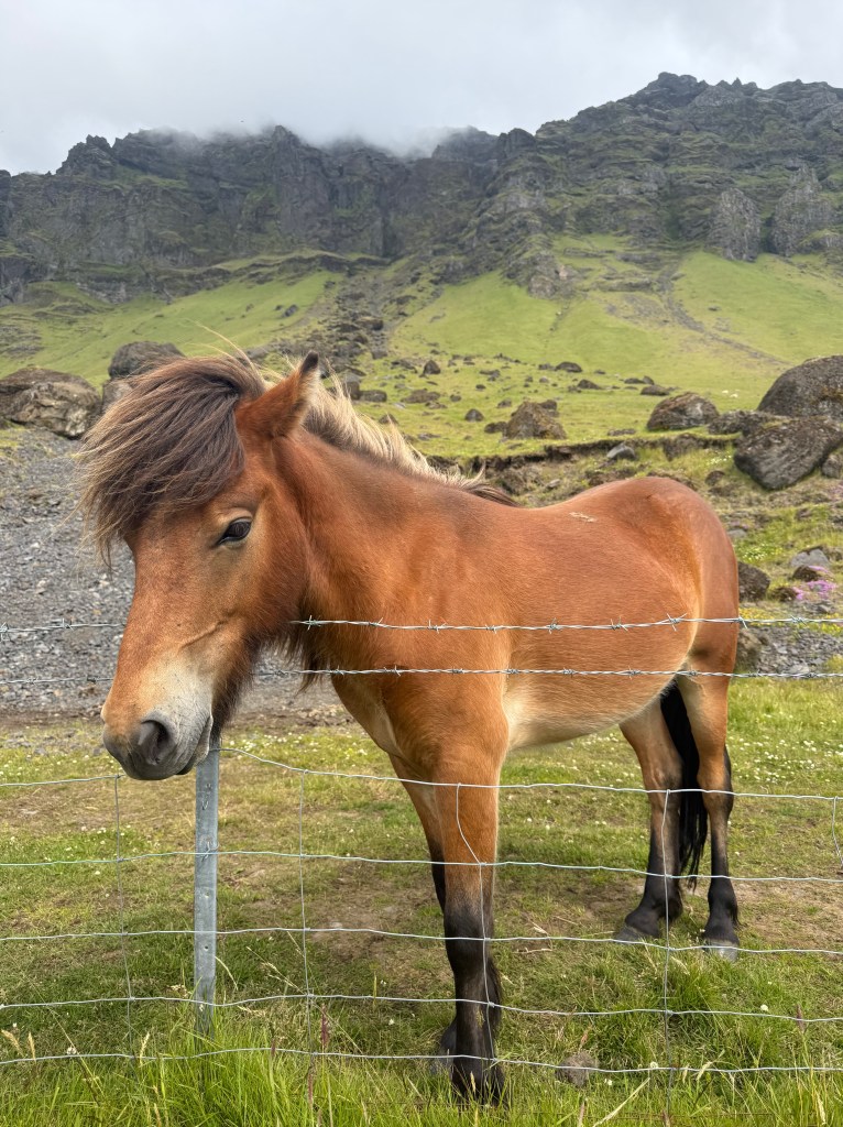 an Icelandic horse, adorable.