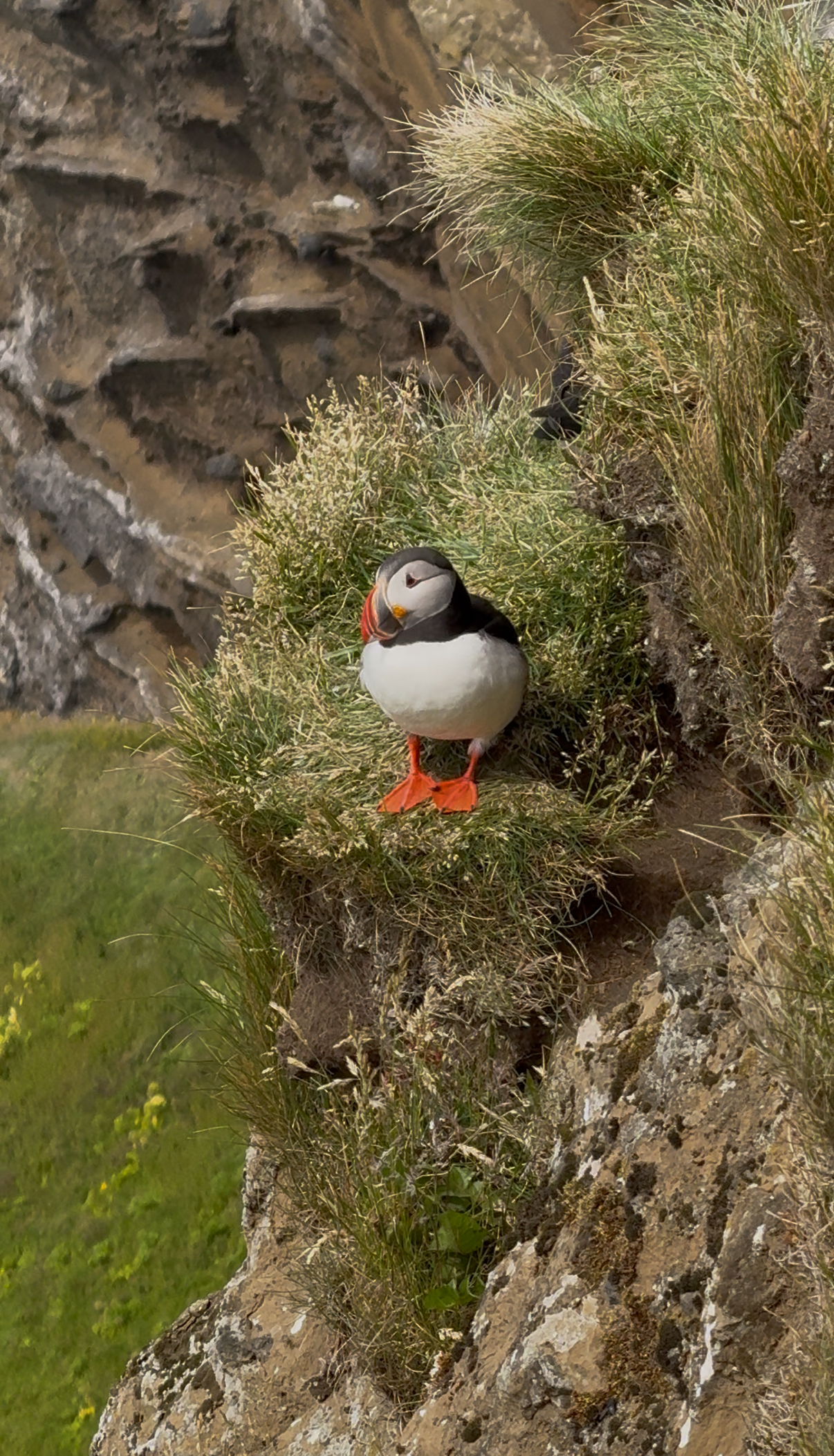 a beautiful puffin bird, almost posing. 