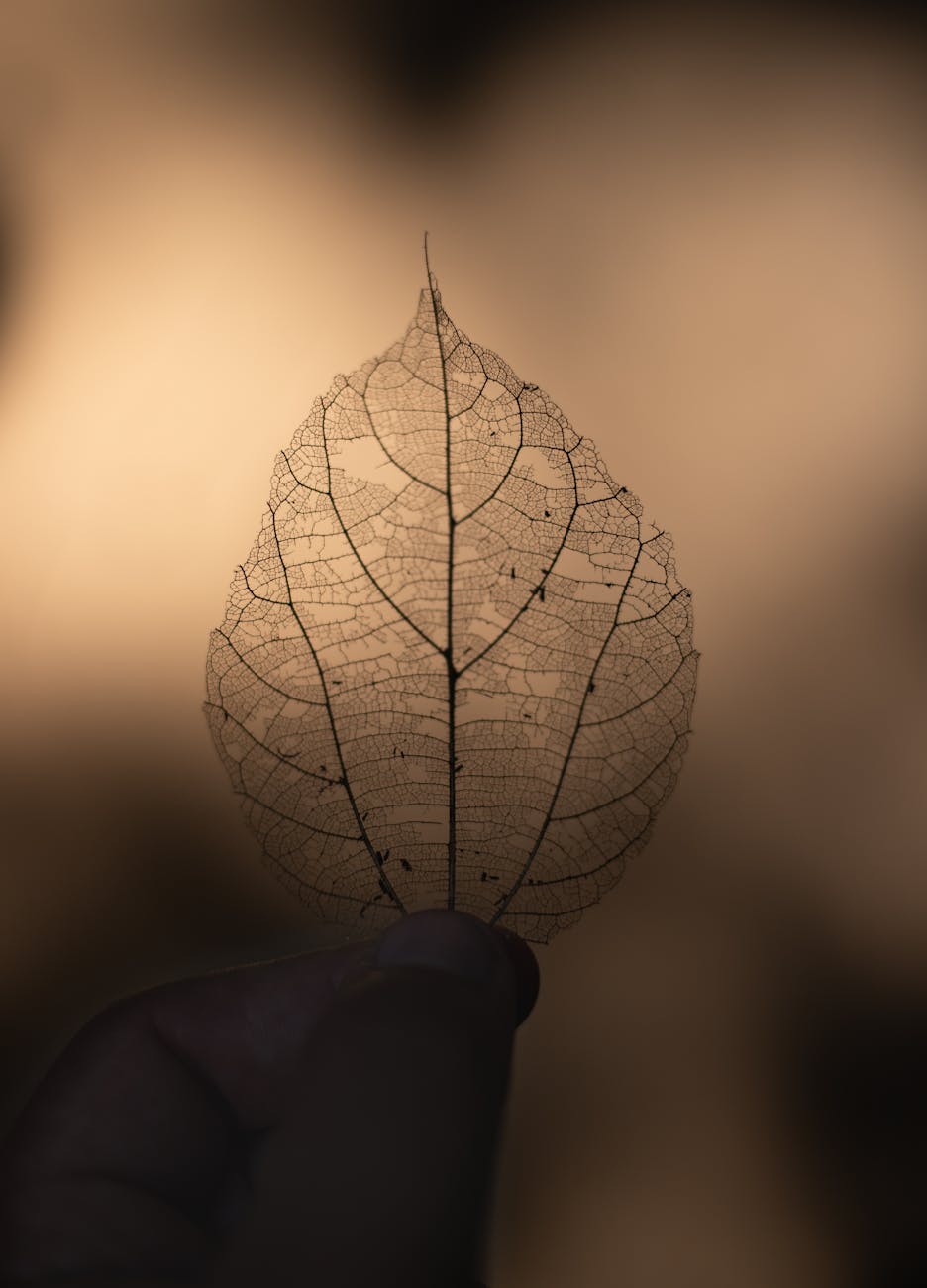 a beautiful, but broken leaf. 